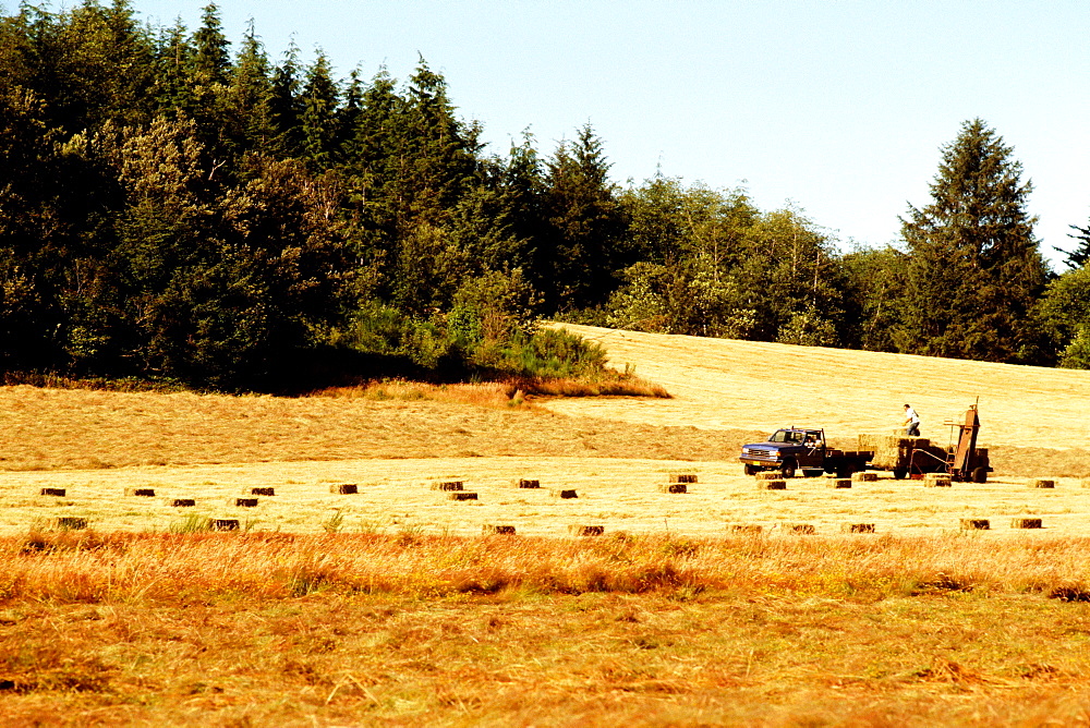 Hayfield with woods in the background, NW Oregon