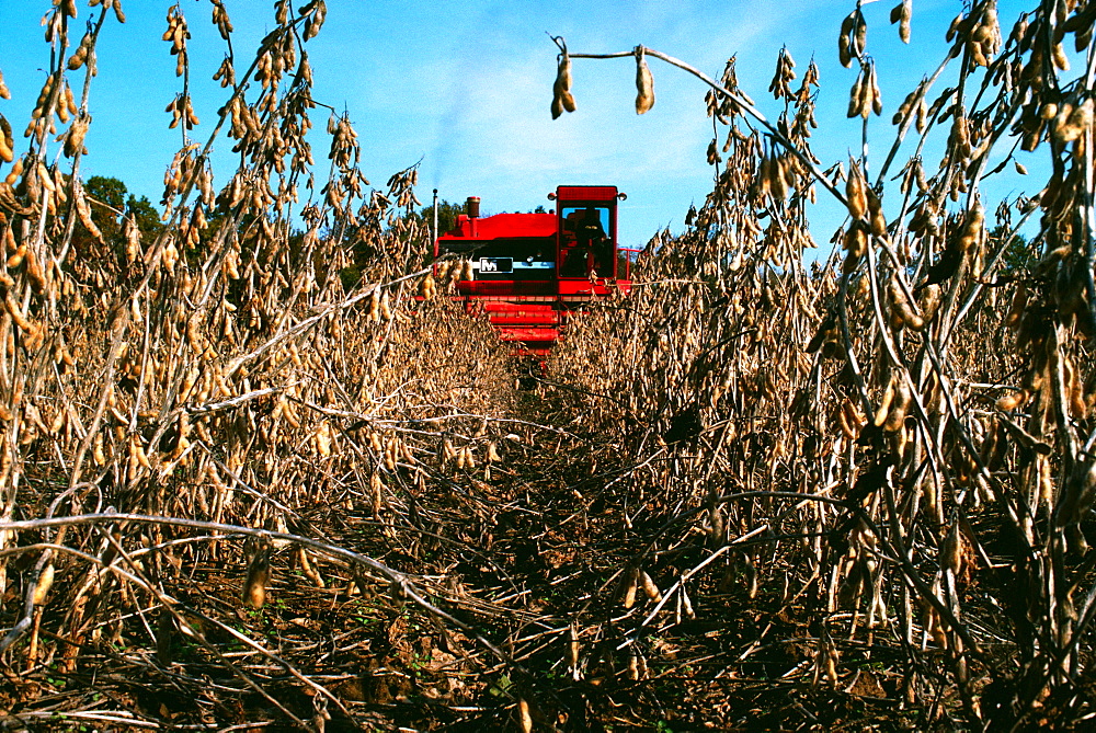 Red Combine harvesting soy beans with clear blue sky in the background in MD