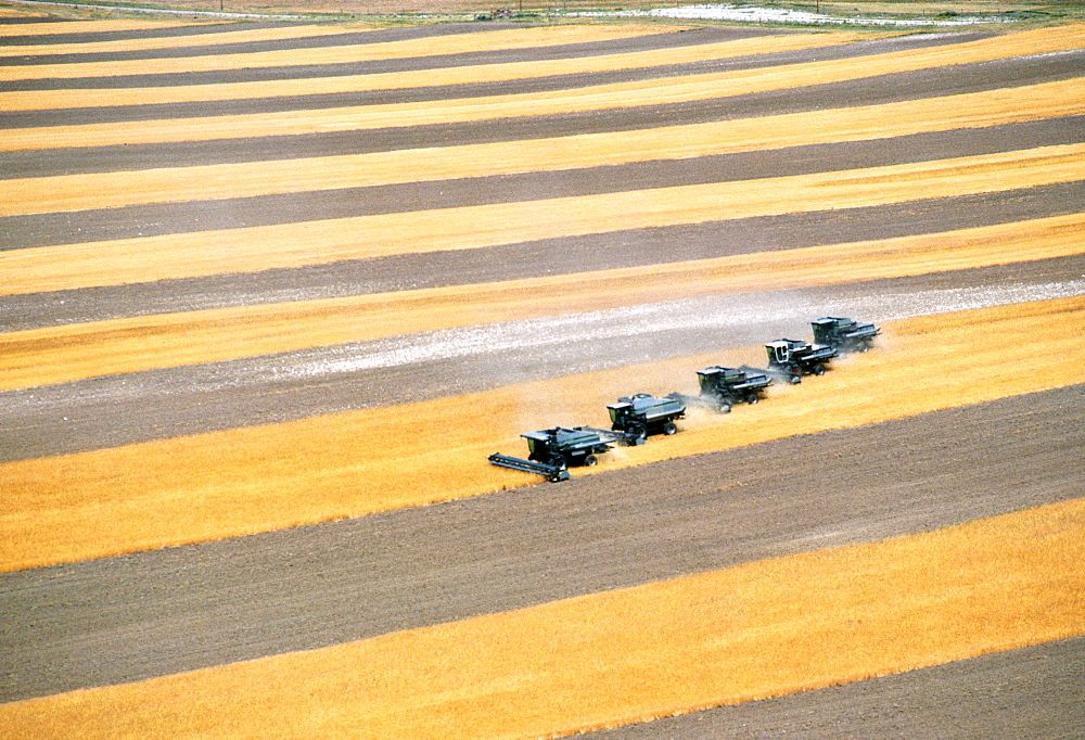 Aerial view of custom harvest combines harvesting wheat , five combines a role, WY