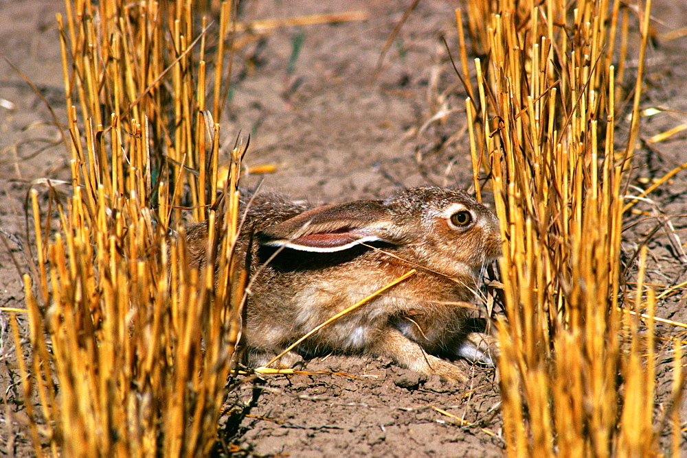 Close-up of Jack rabbit in wheat field