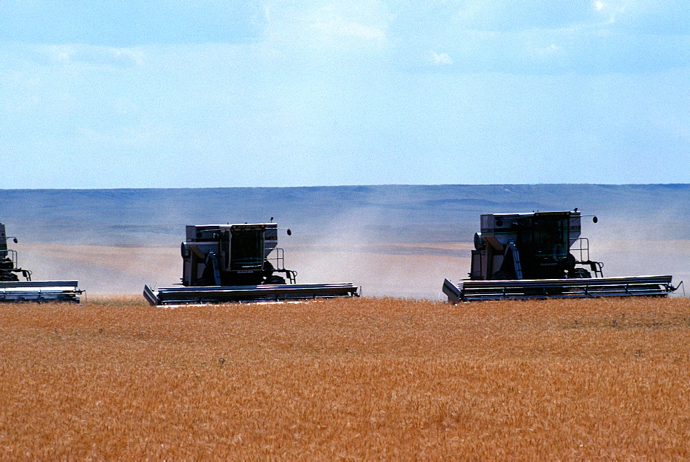 Custom harvest combines harvest wheat near Cheyenne, WY