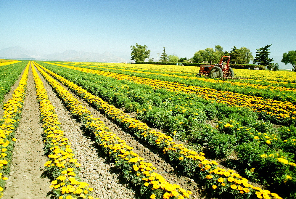 Field of yellow flowers grown for commercial use & clear blue sky in the background, California