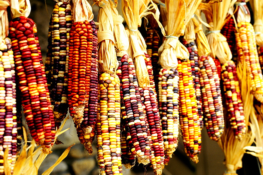 Closeup of colorful Indian corn in shop in Cherokee, North Carolina