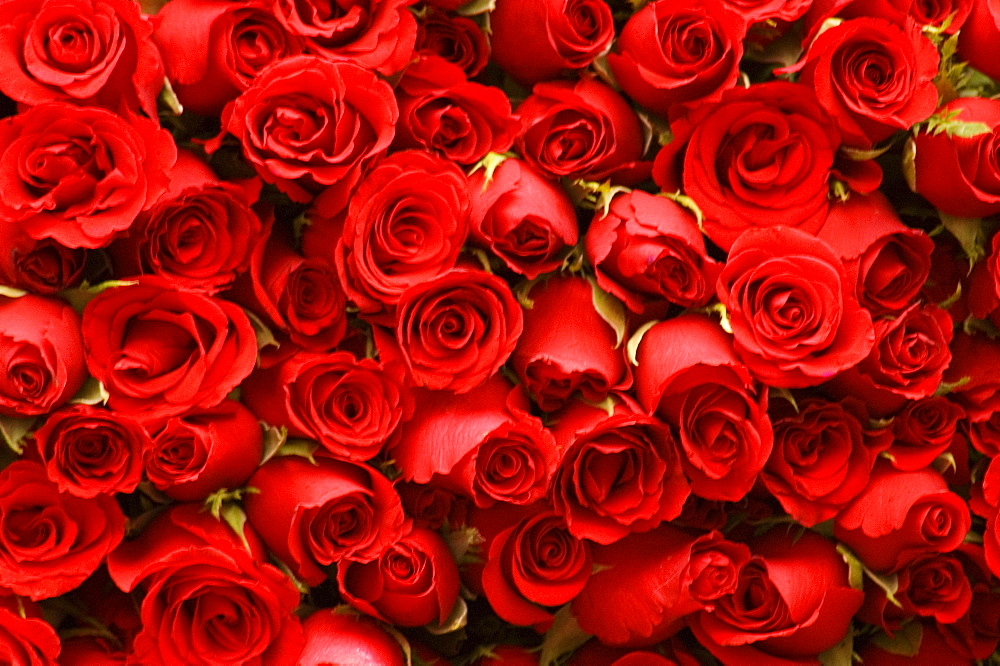 Close-up of a stack of roses