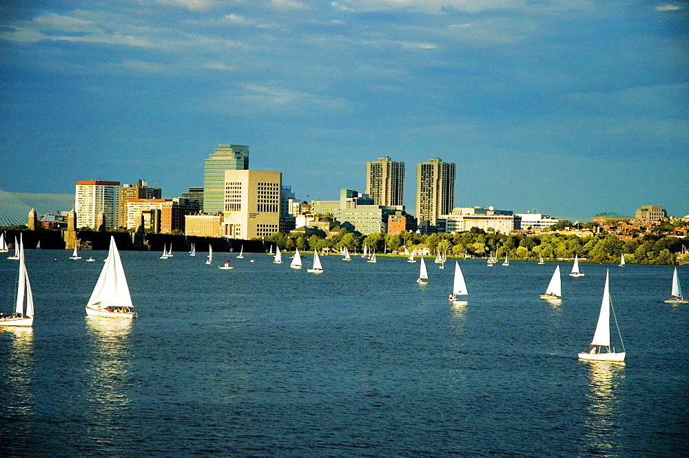 Sailboats in a river, Charles River, Boston, Massachusetts, USA