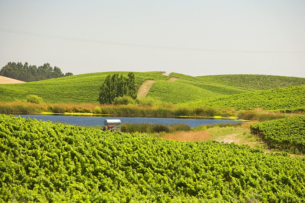 Vineyard on a rolling landscape