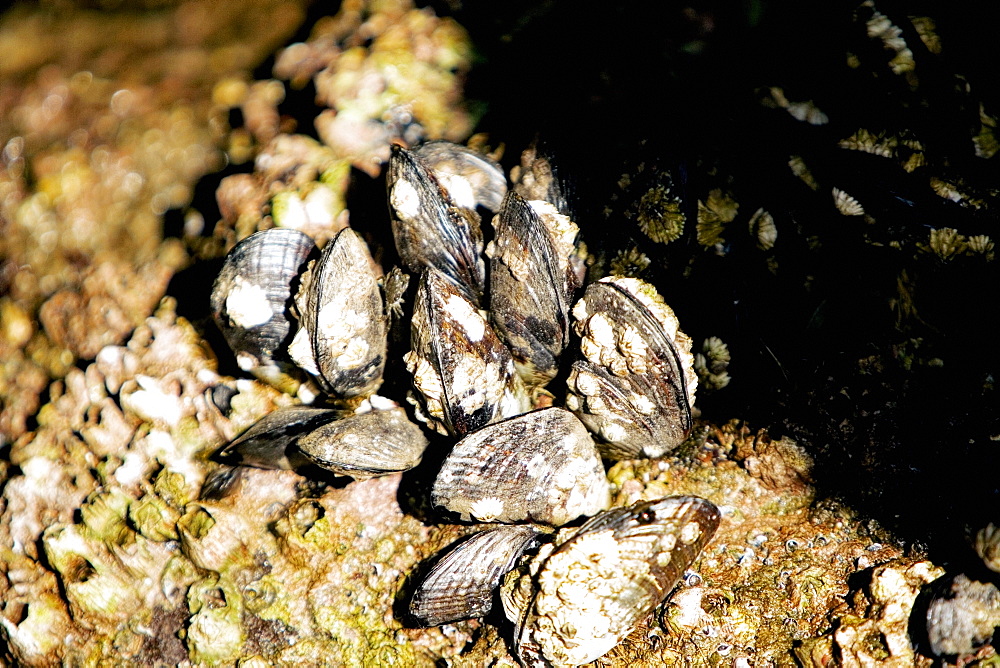 Close-up of barnacles on a reef, La Jolla, San Diego, California, USA