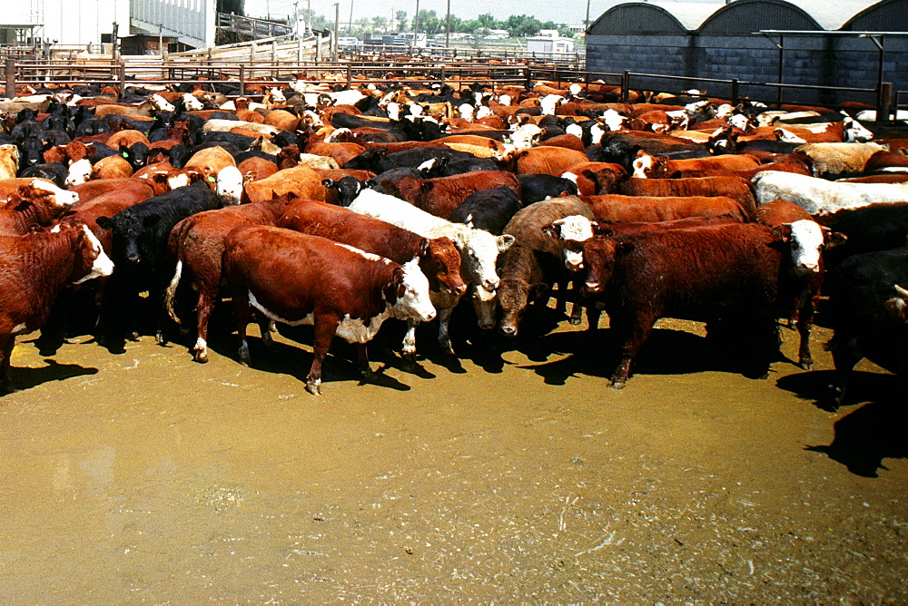 High angle view of a herd of cattle