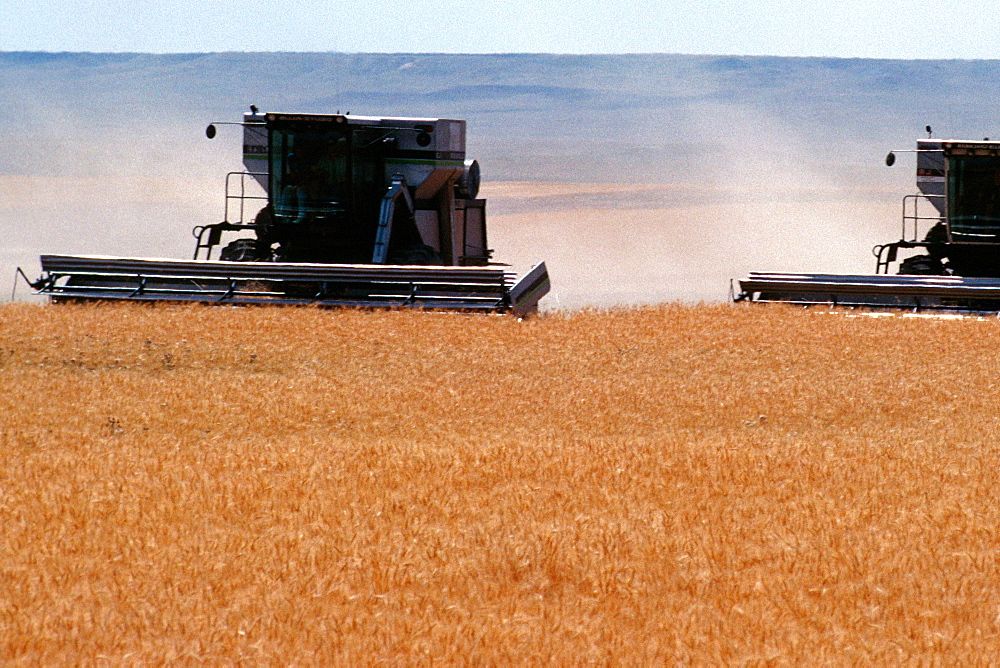 Thresher harvesting a field