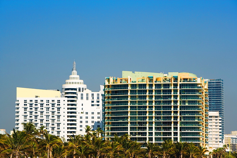 Palm trees in front of multi-storeyed buildings, Miami, Florida, USA