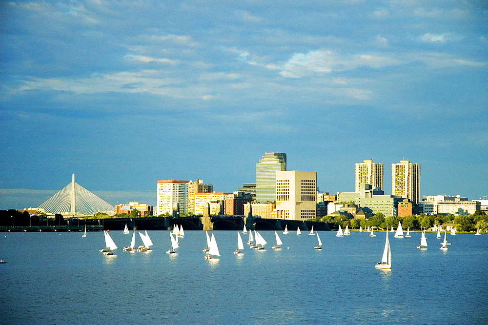 Sailboats in a river, Charles River, Boston, Massachusetts, USA