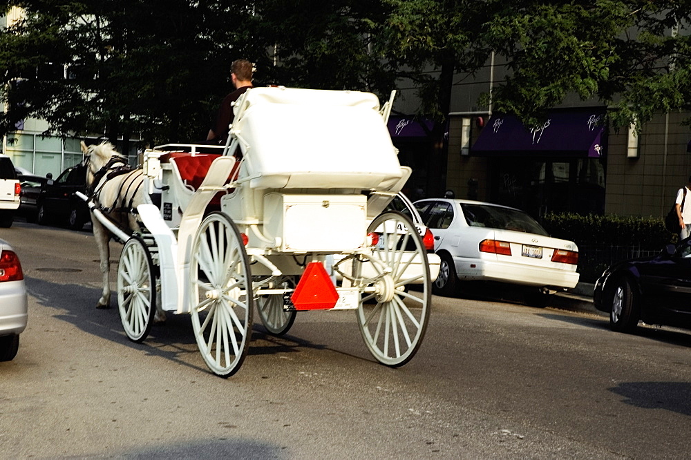 Rear view of a horse carriage in the street, Chicago, Illinois, USA