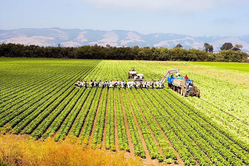 High angle view of people working on a farm, Los Angeles, California, USA