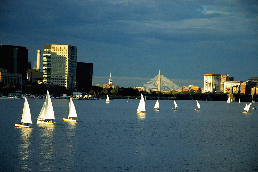 Sailboats in a river, Charles River, Boston, Massachusetts, USA