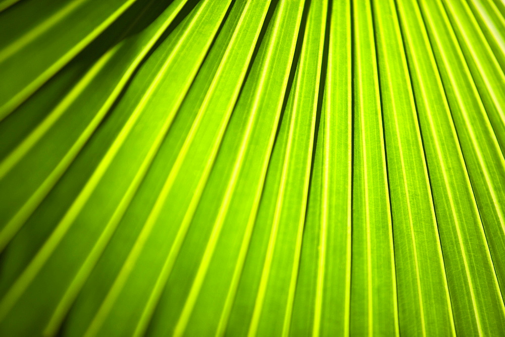 Close-up of a pattern on a leaf