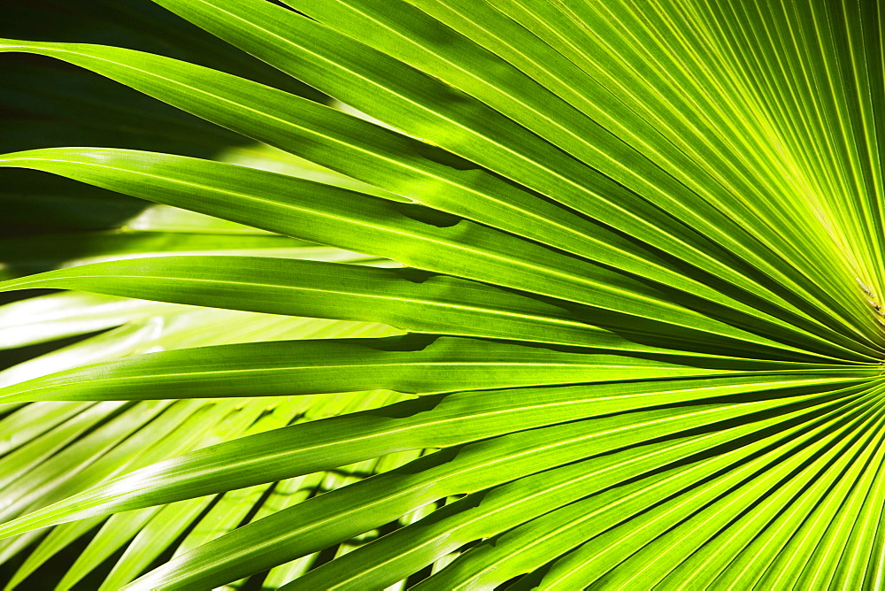 Close-up of a leaf