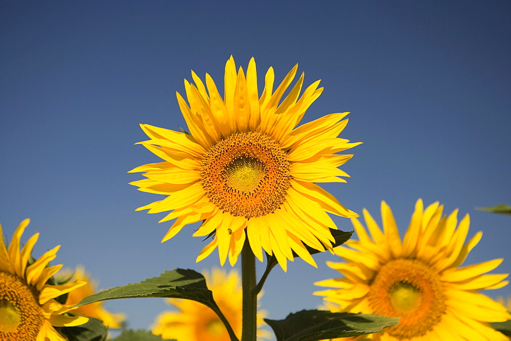 Close-up of sunflowers