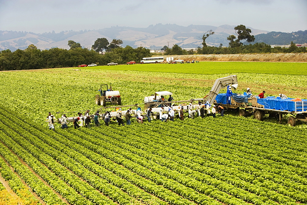 High angle view of a group of people working in a farm, Los Angeles, California, USA