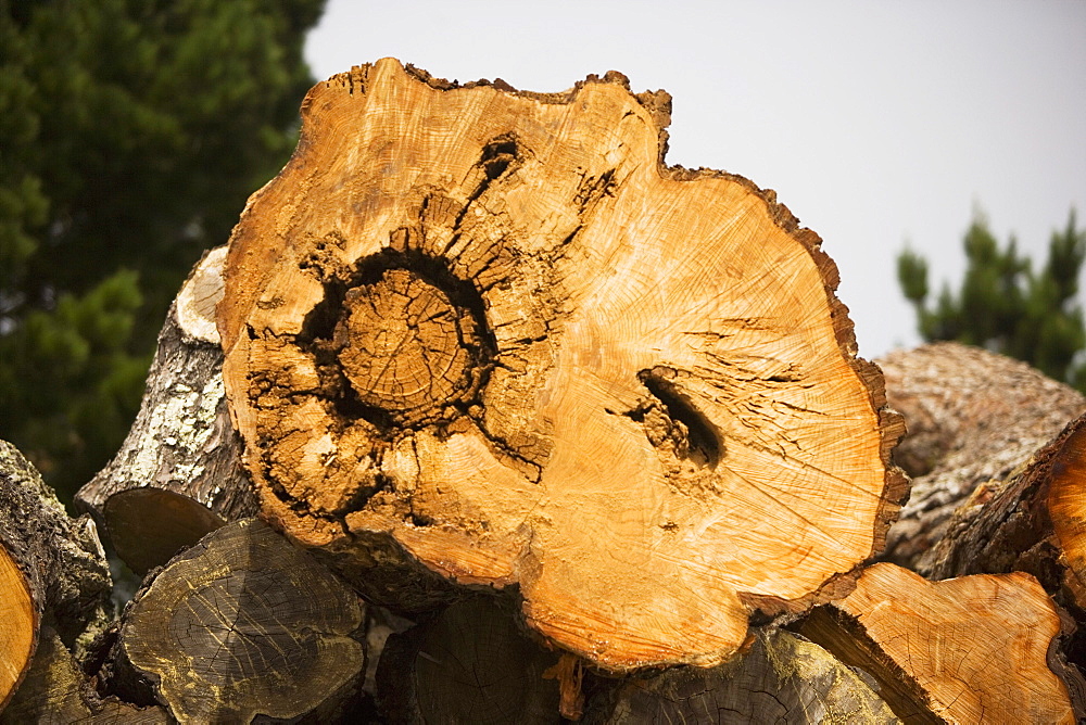 Close-up of a tree ring