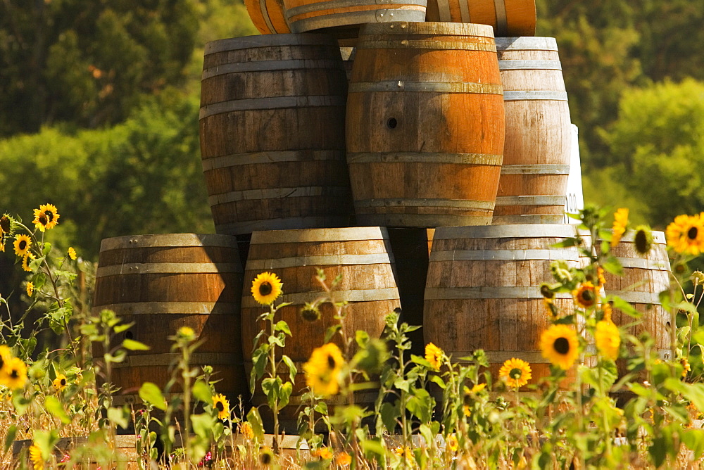 Close-up of sunflower plants in a field