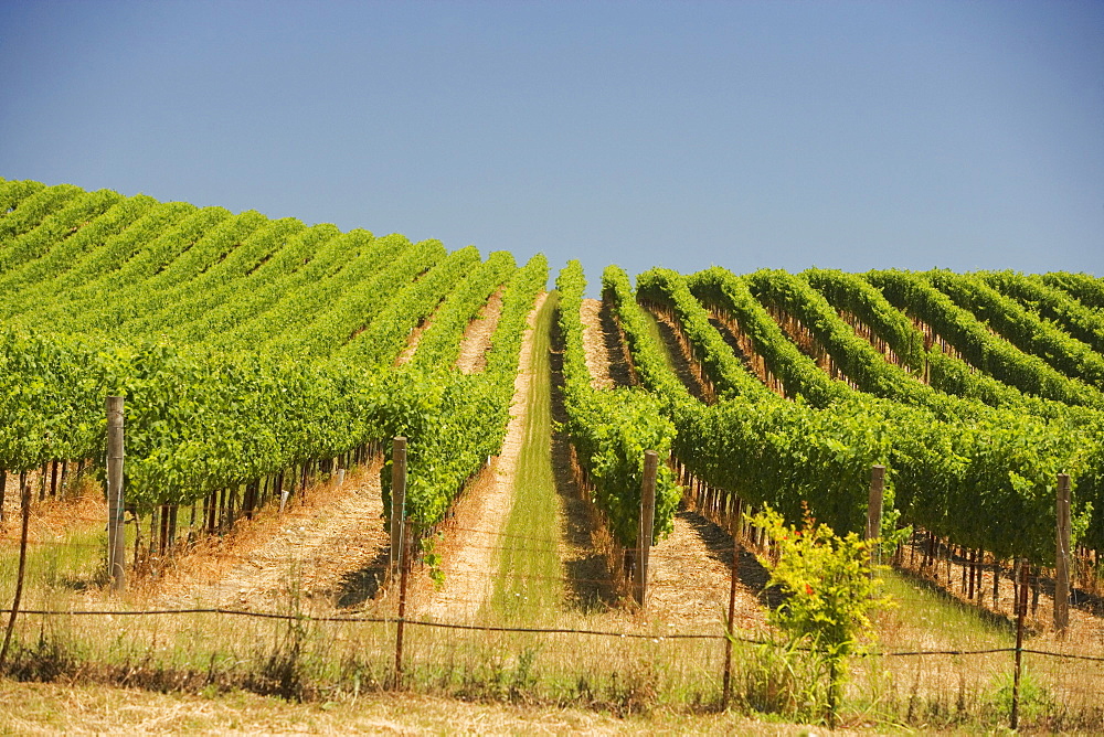 Vineyard in a rolling landscape