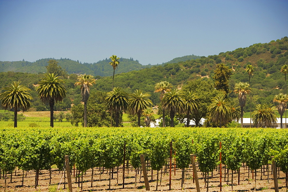 Palm trees in a vineyard