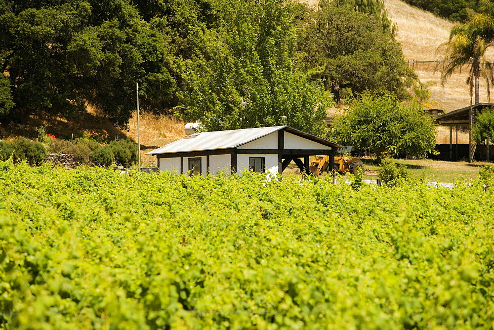 Cottage in a vineyard