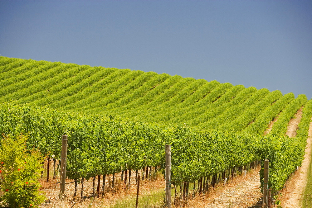 Vineyard in a rolling landscape