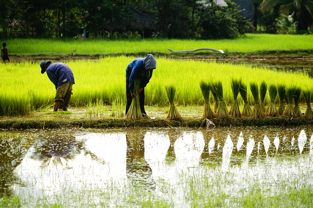 Farmers working in a rice field, Siem Reap, Cambodia