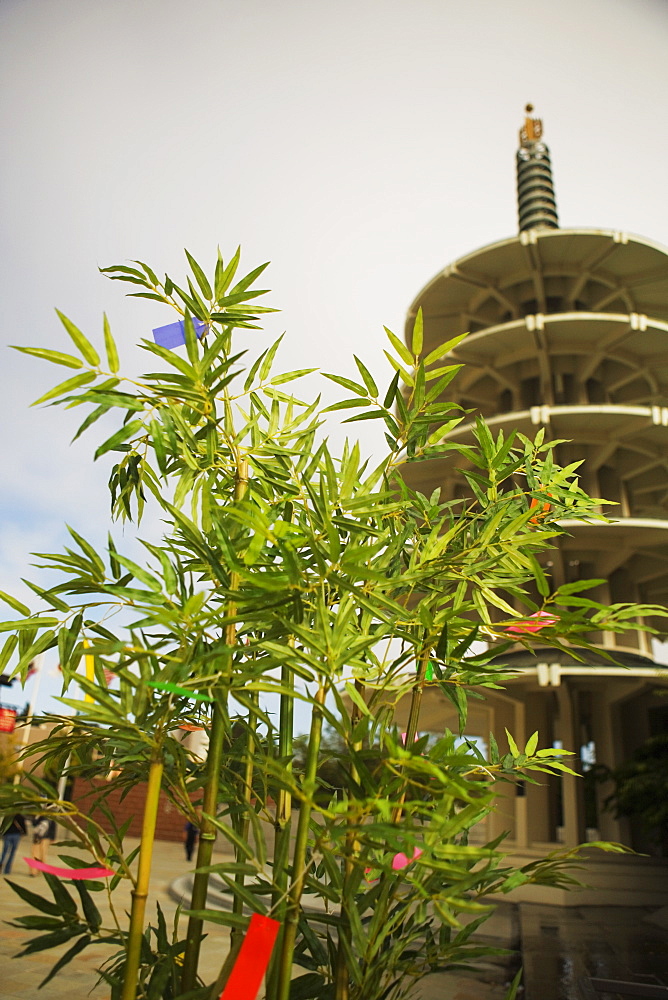 Plant in front of a tower, San Francisco, California, USA