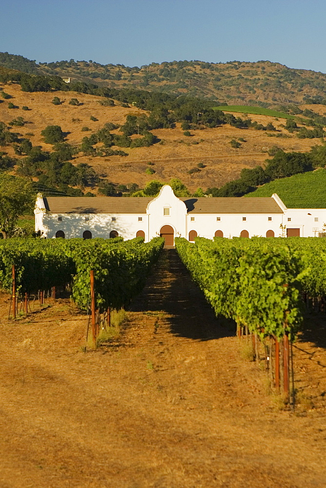 Vineyard in front of a building