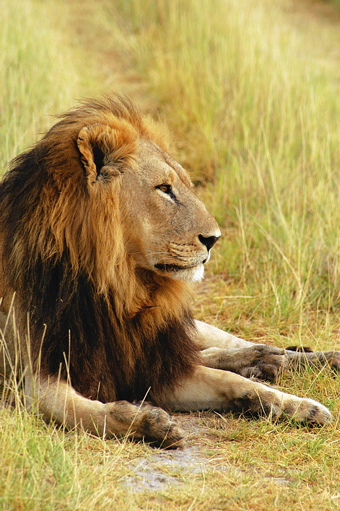 Lion (Panthera leo) resting in a forest, Okavango Delta, Botswana