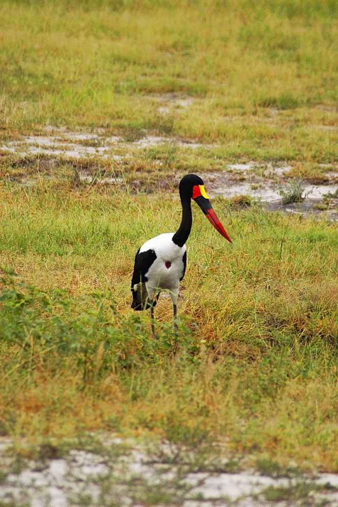 Saddle Billed stork (Ephippiorhynchus senegalensis) in a field, Chobe National Park, Botswana