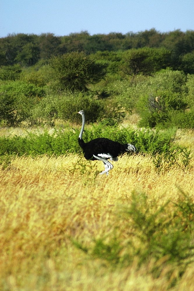 Ostrich (Struthio camelus) standing in a dry grass field, Kalahari Desert, Botswana