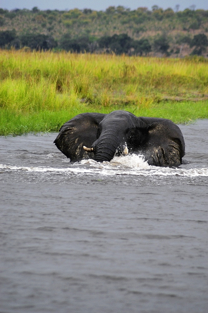 Elephant bathing in a river, Chobe National Park, Botswana