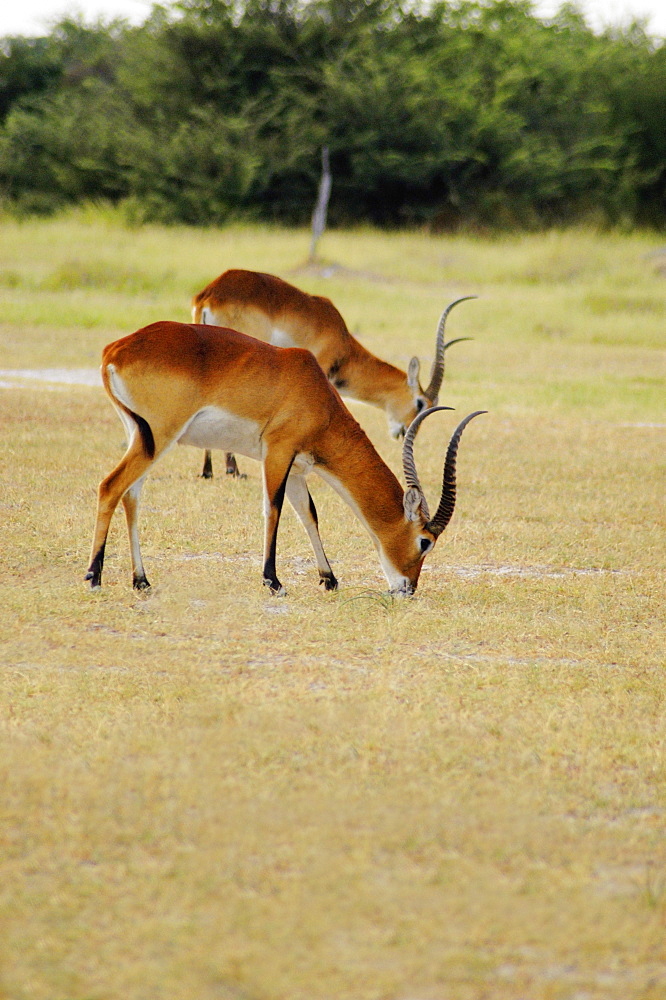 Two male Red lechwes (Kobus leche) grazing in a field, Okavango Delta, Botswana