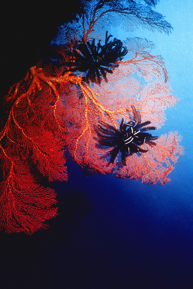 Black Feather Star (Himerometra Bartschi) and Gorgonian Sea Fan (Subergorgia Mollis) underwater, Palau