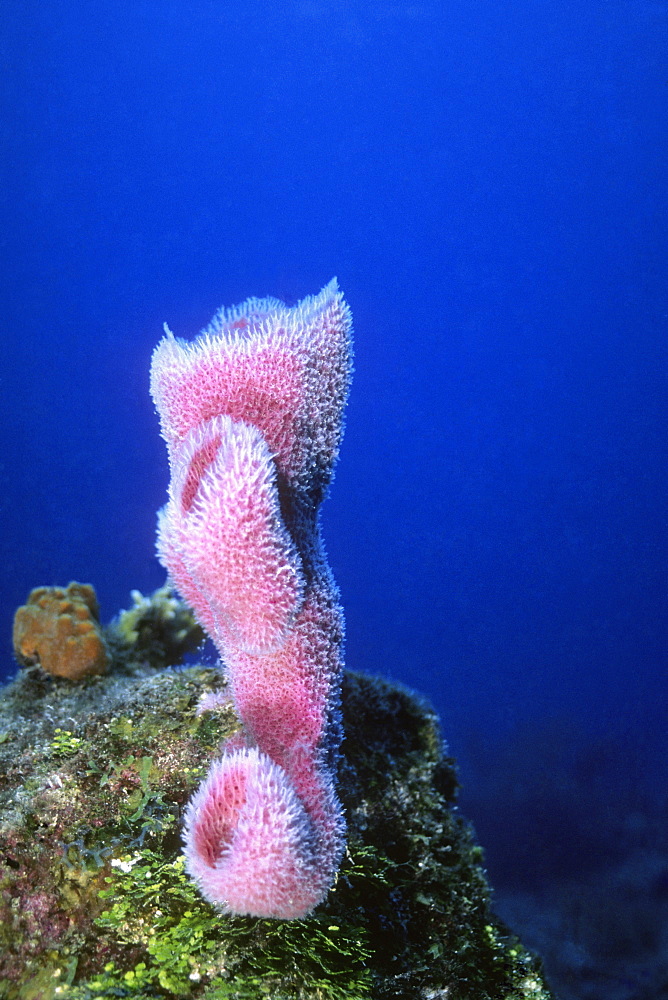 Close-up of Azure Vase Sponge (Callyspongia plicifera) underwater, Cayman Islands, West Indies