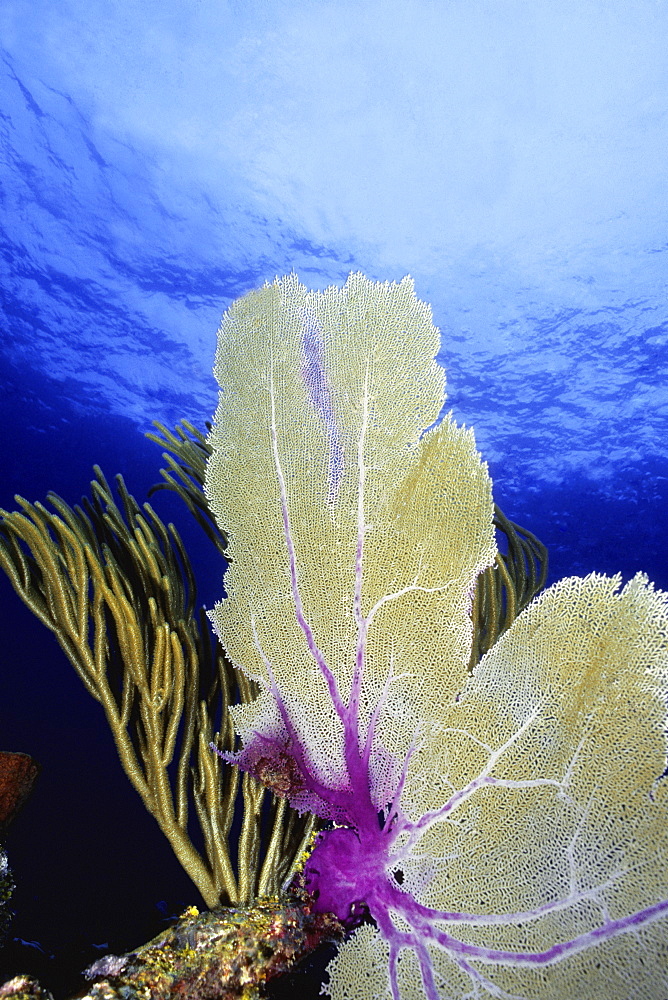 Close-up of a Common Sea Fan (Gorgonia Ventalina), Cayman Islands, West Indies