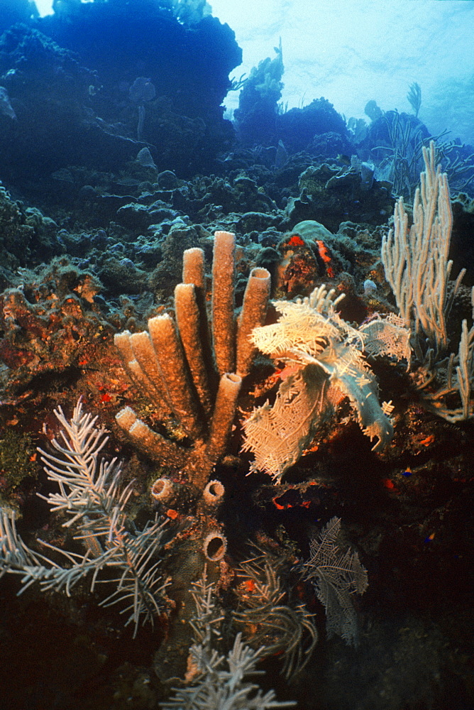 Close-up of Brown Tube Sponge (Agelas Conifera) underwater, Roatan, Bay Islands, Honduras