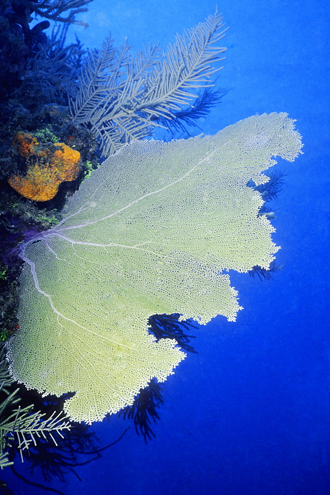 Close-up of a Common Sea Fan (Gorgonia Ventalina), Cayman Islands, West Indies