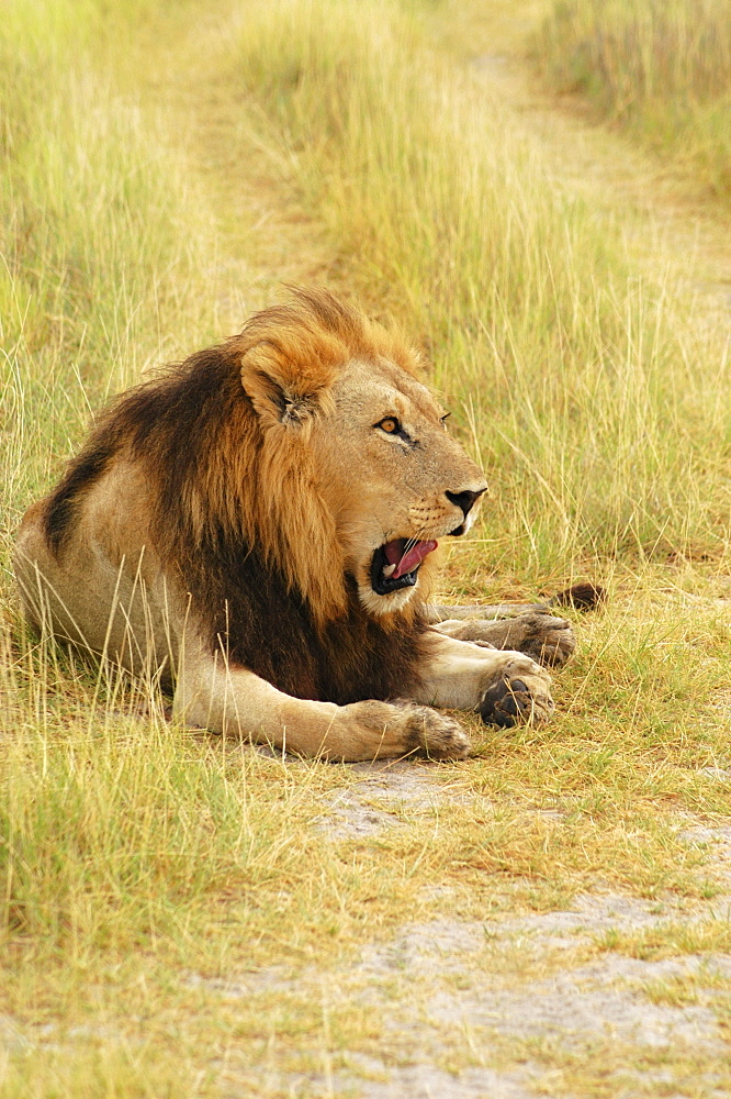 Lion (Panthera leo) sitting in a path and yawning, Okavango Delta, Botswana