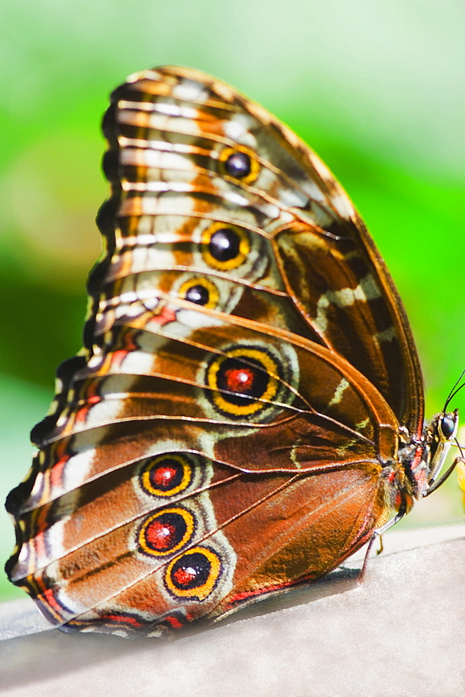 Close-up of a Blue Morpho (Morpho Menelaus) butterfly on a leaf