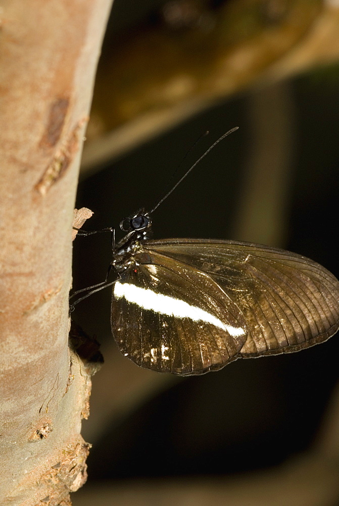 Close-up of a butterfly perching on a tree trunk