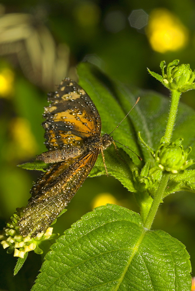 Close-up of a butterfly pollinating a bud