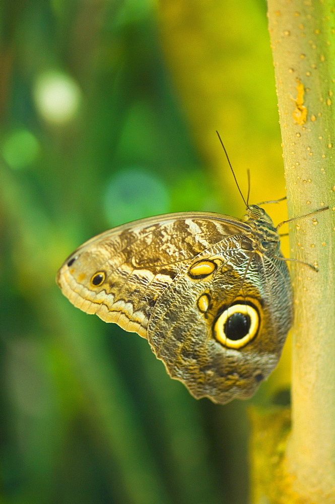 Close-up of an Owl butterfly (Caligo Eurilochus) on a leaf