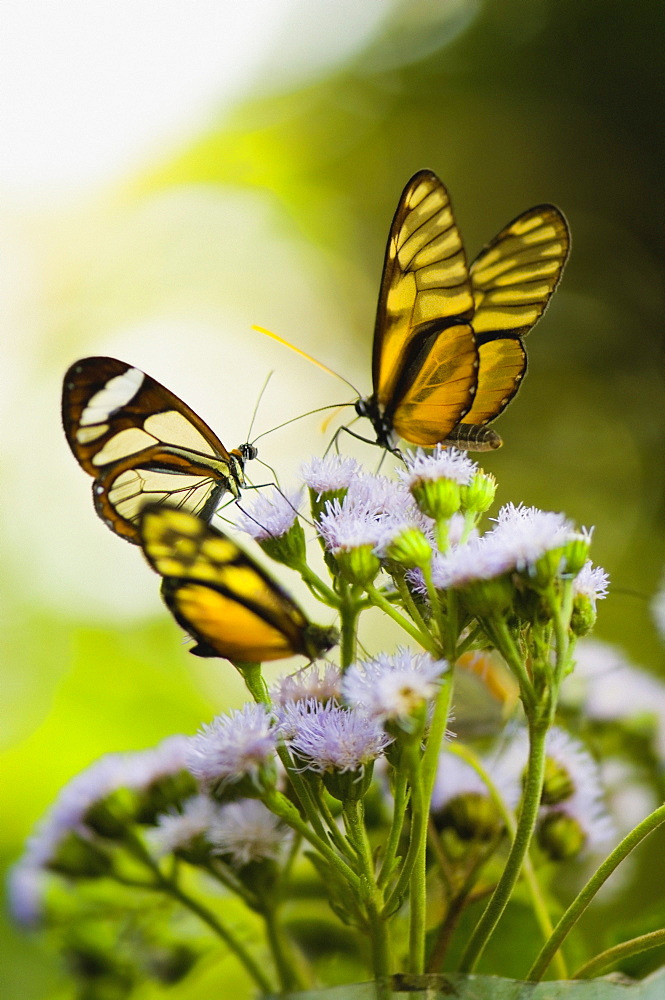 Close-up of three Glasswing (Greta Oto) butterflies pollinating flowers