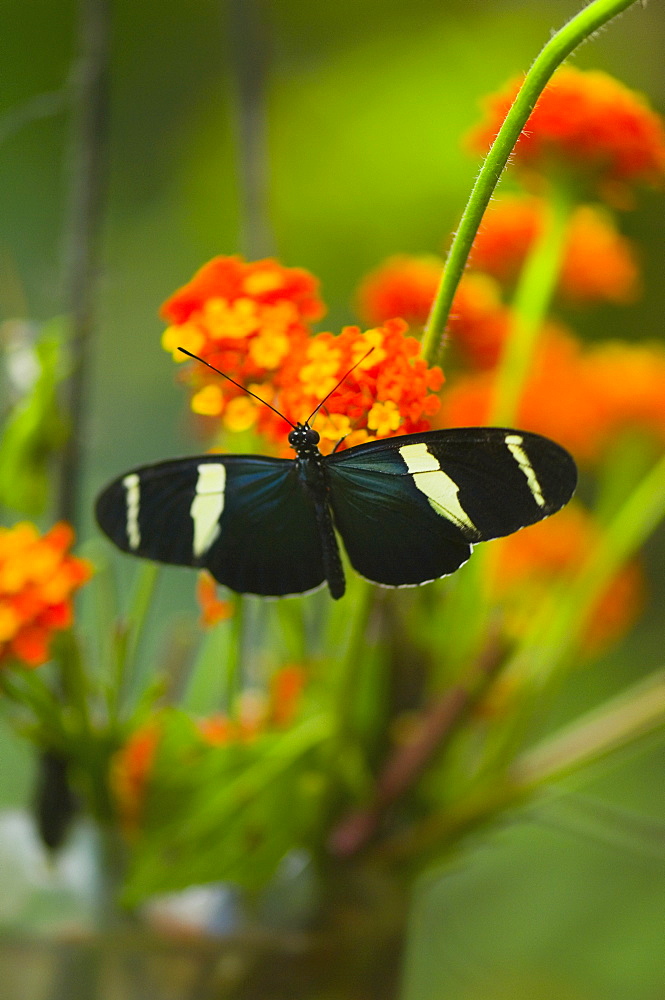 Close-up of a Doris butterfly (Heliconius Doris) pollinating flowers