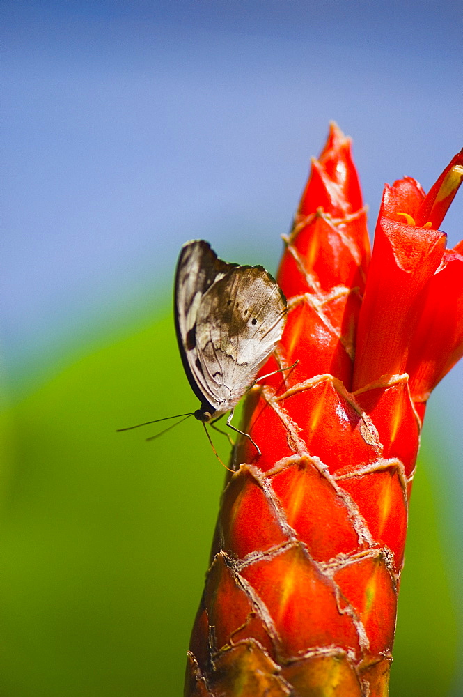 Close-up of a Mexican Catone (Catonephele Mexicana) butterfly pollinating a flower