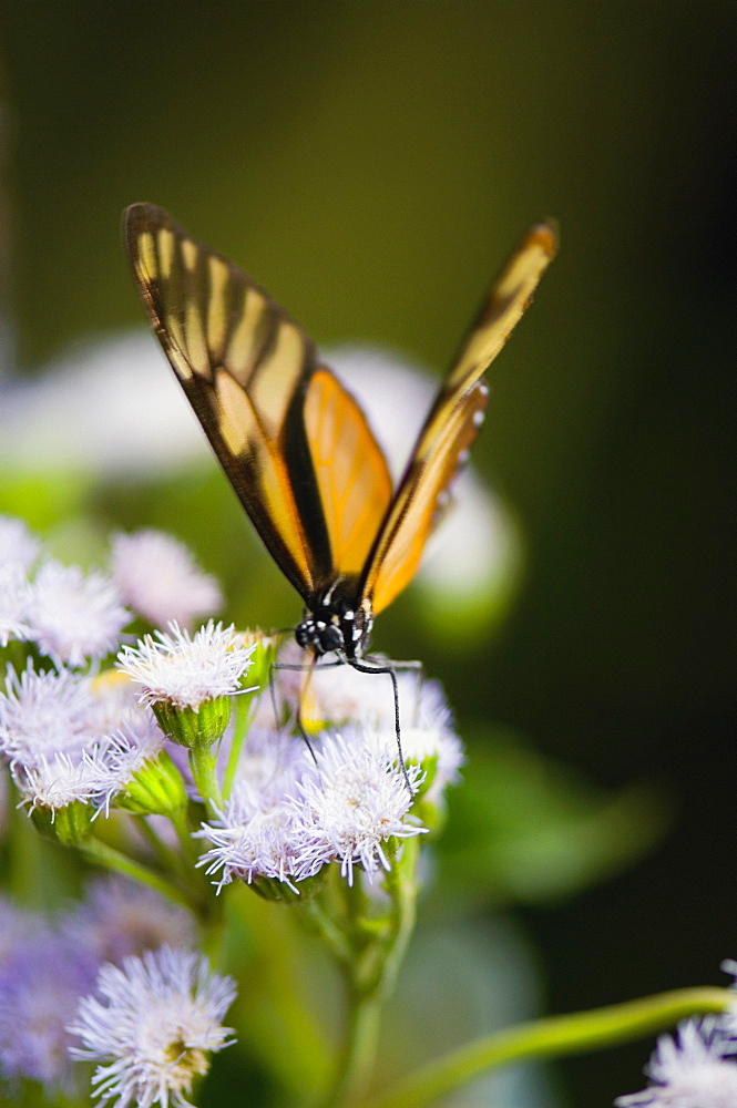 Close-up of a Tiger Longwing (Heliconius Hecale) butterfly pollinating flowers